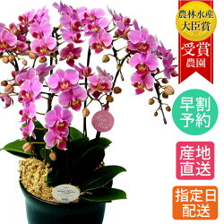 産地直送 長持ち お手入れ簡単 胡蝶蘭 毎年開花 週に1度の水やり 室内リビングok 贈り物に人気のフラワーギフト 鉢花 お花 椎名洋ラン園 農家 直送 こちょうらん 欄 早割 お中元 夏ギフト 予約 鉢植え 花 ギフト 胡蝶蘭 ミディ 胡蝶蘭 5本立 7号 ピンク 花鉢 産地直送 長持ち お手入れ簡単 胡蝶蘭 毎年開花 週に1度の水やり 室内リビングok 贈り物に人気のフラワーギフト 鉢花 お花 椎名洋ラン園 農家 直送 こちょうらん 欄 早割 お中元 夏ギフト 予約 鉢植え 花 ギフト 胡蝶蘭 ミディ 胡蝶蘭 5本立 7号 ピンク 花鉢