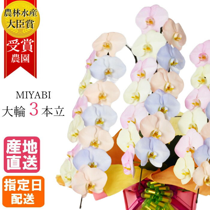 楽天Tokyo small gift【特価】胡蝶蘭 大輪　コットンキャンディ 3本立 33輪以上 MIYABI / 最高級 大輪胡蝶蘭 祝い 就任祝い 母の日 誕生日 お祝い 花 ギフト プレゼント 御中元 中元 開店祝い オープン 還暦 開院 開業 就任 栄転 昇進 退職 ギフト プレゼント 御中元 中元 夏の花 夏 玄関