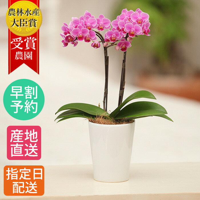 【早割】ミディ 胡蝶蘭 2本立 M 陶器 鉢 4号 ピンク 花 母の日 鉢植え 室内 お花 母の日 ギフト プレゼント / 花鉢 誕生日プレゼント 生花 鉢花 ミニ胡蝶蘭 ミディ胡蝶蘭 小さい お祝い 開店祝い 開業祝い お歳暮