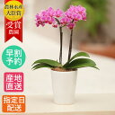 ミディ 胡蝶蘭 2本立 M 陶器 鉢 4号 ピンク 花 鉢植え 室内 お花 ギフト プレゼント / 花鉢 誕生日プレゼント 生花 鉢花 ミニ胡蝶蘭 ミディ胡蝶蘭...