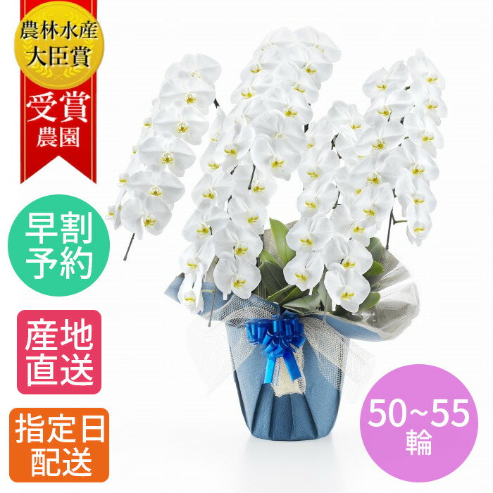 【 就任祝い 特価 】 花 胡蝶蘭 大輪 鉢植え 花 白 5本立 50~55輪以上 3L/大輪胡蝶蘭 白 退職 お祝い コチョウラン こちょうらん 胡蝶蘭 開店祝い 退職祝い 誕生日 生花 seika ラン 花 誕生日 プレゼント 女性 ギフト 御祝 引越祝い 新築祝い 周年 祝い