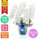 【 就任祝い 特価 】 花 胡蝶蘭 大輪 鉢植え 花 白 5本立 50~55輪以上 3L/大輪胡蝶蘭 白 退職 お祝い コチョウラン こちょうらん 胡蝶蘭 開店祝い 退職祝い 誕生日 生花 seika ラン 花 誕生日 プレゼント 女性 ギフト 御祝 引越祝い 新築祝い 周年 祝い