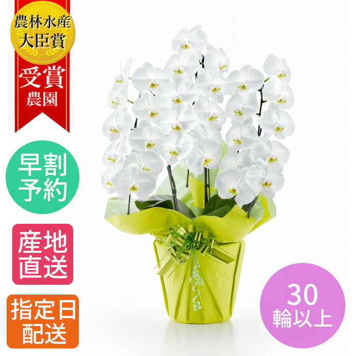 【 就任祝い 特価 】 花 胡蝶蘭 大輪 鉢植え 花 白 3本立 30輪以上 白/大輪胡蝶蘭 退職 母の日 お祝い コチョウラン こちょうらん 胡蝶蘭 開店祝い 退職祝い 誕生日 生花 seika ラン 花 誕生日 プレゼント 女性 ギフト 御祝 引越祝い 新築祝い 周年 祝い