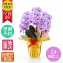 花 鉢植え 花 ギフト 胡蝶蘭 『胡蝶蘭 大輪 ピンク 3本立 24輪以上』 花鉢 プレゼント 生花 ラン お花 鉢花 贈り物 義母 母 お祝い 祝い 周年 お...