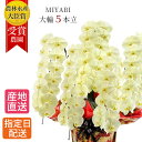 胡蝶蘭 大輪 きいろ 5本立 55輪以上 MIYABI / 最高級 大輪胡蝶蘭 就任祝い 黄色 イエロー ラン ギフト 退職 コチョウラン お祝い 生花 開店祝い 退職祝い 開業祝い 還暦 お中元 誕生日 プレゼント 傘寿 米寿