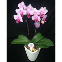 テーブル胡蝶蘭 2本立 陶器鉢 3号 ピンク 花 鉢植え ギフト プレゼント 胡蝶蘭 マイクロ胡蝶蘭 花鉢 鉢花 生花 ラン お花 送料無料 ミニ胡蝶蘭 小さい 誕生日 贈り物 母 義母 女性 還暦祝い お祝い 祝い 古希 喜寿 米寿 傘寿 クリスマス