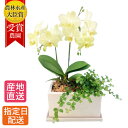 ミディ 胡蝶蘭 2本立 パルテノ鉢 5.5号 観葉寄せ イエロー 黄色 / 胡蝶蘭 退職 お祝い ギフト コチョウラン こちょうらん 鉢植え 花 観葉植物 鉢 ...