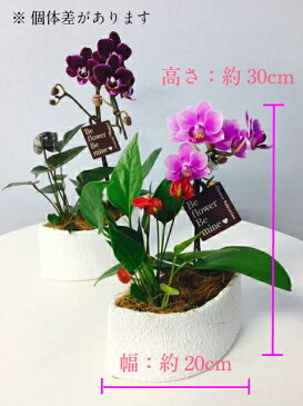 【母の日早割】 マイクロ胡蝶蘭 アンスリウム 寄せ植え 4号 観葉植物 花 鉢植え ギフト プレゼント 胡蝶蘭 花鉢 鉢花 生花 ラン お花 送料無料 ミニ胡蝶蘭 ミディ胡蝶蘭 小さい 配送日指定 誕生日 開店祝い 開業祝い 移転祝い 女性 還暦祝い お祝い 祝い 古希 喜寿