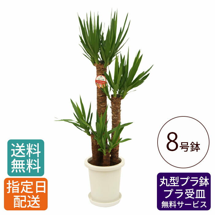 観葉植物 ユッカ 青年の木 8号 丸プラ / 鉢 おしゃれ 鉢植え 大 大型 大きい インテリア グリーン 室内用 植物 本物 自宅 お祝い 祝い 御祝 開業祝 オープン 新築 新生活 引越し プレゼント 御中元 中元 ギフト