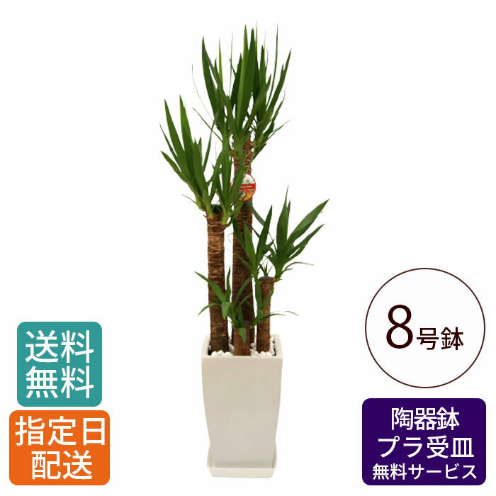 【 通常21920円→特価17536円 】観葉植物 ユッカ 青年の木 8号 角陶器 / 鉢 おしゃれ 鉢植え 大 大型 大きい インテリア グリーン 室内用 植物 本物 自宅 お祝い 祝い 御祝 開業祝 オープン 新築 新生活 引越し プレゼント 御中元 中元 ギフト