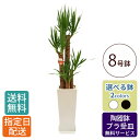 観葉植物 ユッカ 青年の木 8号 角高陶器 / 鉢 おしゃれ 鉢植え 大 大型 大きい インテリア グリーン 室内用 植物 本物 自宅 お祝い 祝い 御祝 開業祝 オープン 新築 新生活 引越し プレゼント 御中元 中元 ギフト