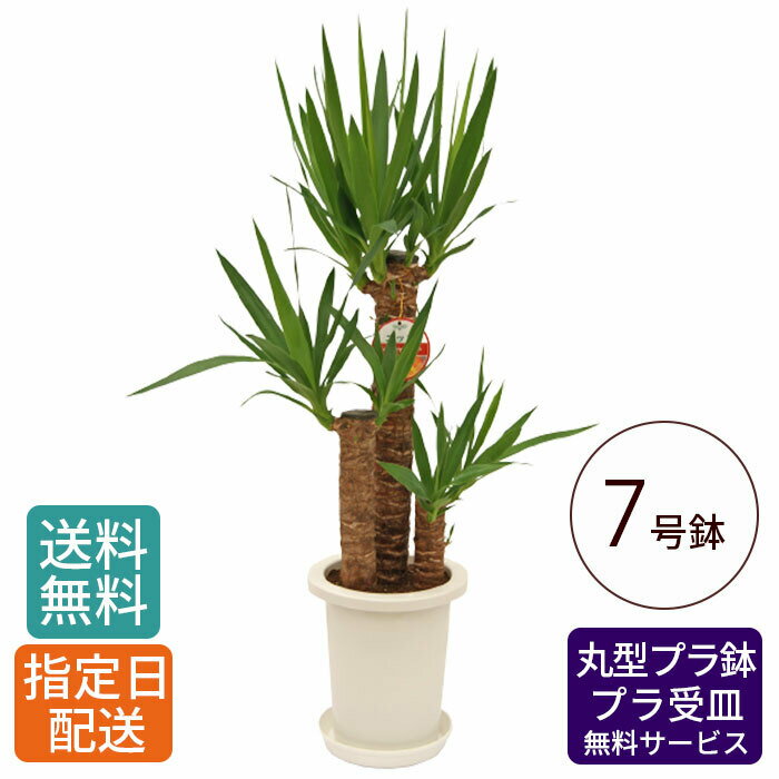 観葉植物 ユッカ 青年の木 7号 丸プラ / 鉢 おしゃれ 鉢植え 大 大型 大きい インテリア グリーン 室内用 植物 本物 自宅 お祝い 祝い 御祝 開業祝 オープン 新築 新生活 引越し プレゼント 御中元 中元 ギフト