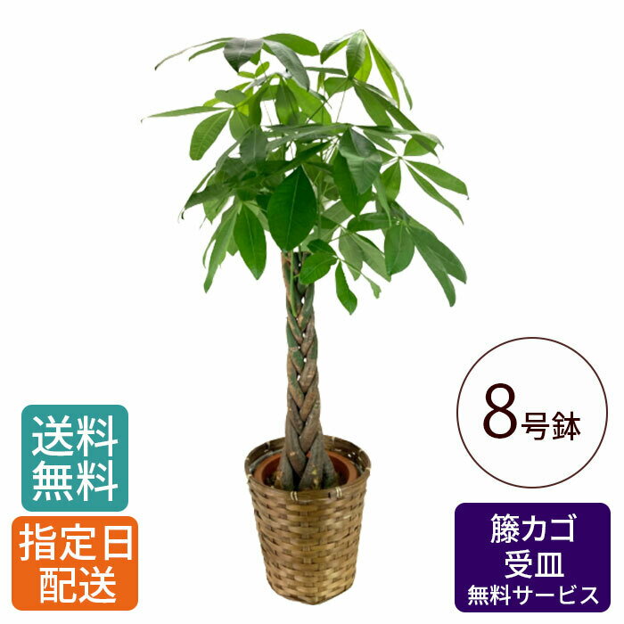 楽天Tokyo small gift【 特価 】観葉植物 パキラ 8号 籐カゴ 受皿付き / 発財樹 money tree 大型 鉢 おしゃれ インテリア グリーン 鉢植え カゴ付き 受け皿付き 大きい 大 室内用 本物 お祝い 開店祝い 開所祝い 開業祝い 移転祝い 新築祝い 引越し祝い 結婚祝い 記念 お祝い 祝い