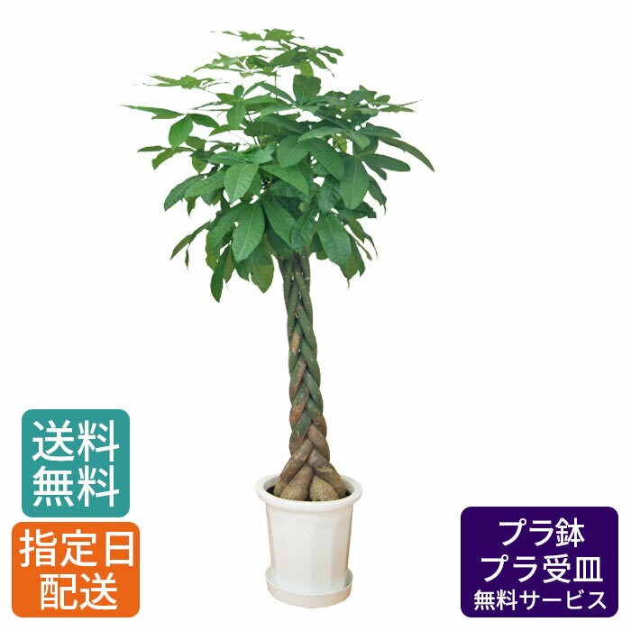 【 通常32980円→特価26380円 】観葉植物 パキラ 尺 プラ 10号/ 発財樹 money tree 鉢 鉢植え 大 大型 大きい インテリア グリーン 植物 おしゃれ シンプル 自宅 お祝い 祝い 御祝 開業祝 オープン 新築 新生活 引越し プレゼント ギフト