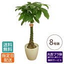 観葉植物 パキラ 8号 丸プラ(鉢カバー) / 発財樹 money tree 鉢 鉢植え 大 大型 大きい インテリア グリーン 植物 おしゃれ シンプル 自宅...