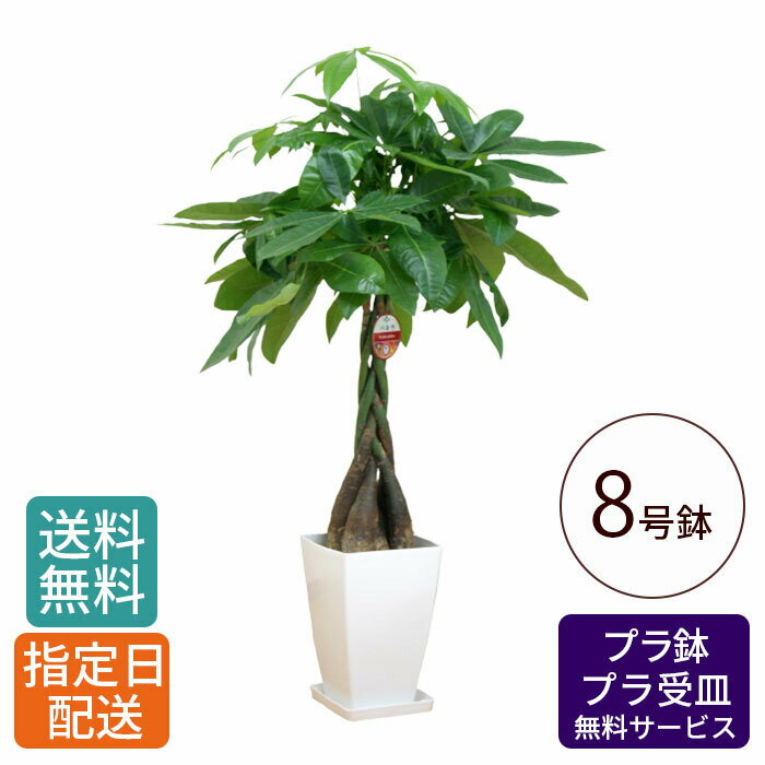 観葉植物 パキラ 8号 角プラ / 発財樹 money tree 鉢 鉢植え 大 大型 大きい インテリア グリーン 植物 おしゃれ シンプル 自宅 お祝い 祝い 御祝 開業祝 オープン 新築 新生活 引越し プレゼント 御中元 中元 ギフト