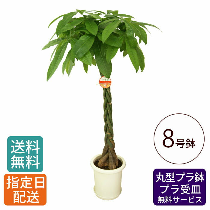 【 通常16338円→特価13070円 】観葉植物 パキラ 8号 丸プラ / 発財樹 money tree 鉢 鉢植え 大 大型 大きい インテリア グリーン 植物 おしゃれ シンプル 自宅 お祝い 祝い 御祝 開業祝 オープン 新築 新生活 引越し プレゼント ギフト