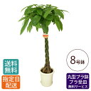 観葉植物 パキラ 8号 丸プラ / 発財樹 money tree 鉢 鉢植え 大 大型 大きい インテリア グリーン 植物 おしゃれ シンプル 自宅 お祝い 祝...