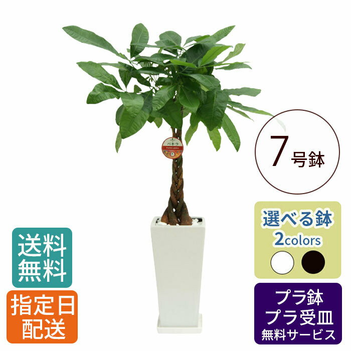 【 通常17713円→特価14170円 】観葉植物 パキラ 7号 角高陶器 / 発財樹 money tree 鉢 鉢植え 大 大型 大きい インテリア グリーン 植物 おしゃれ シンプル 自宅 お祝い 御祝 開業祝 オープン 新築 引越し 結婚 新生活 プレゼント ギフト