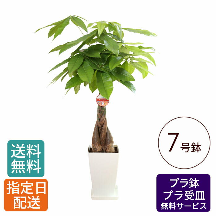 観葉植物 パキラ 7号 角プラ / 発財樹 money tree 鉢 鉢植え 大 大型 大きい インテリア グリーン 植物 おしゃれ シンプル 自宅 お祝い 祝い 御祝 開業祝 オープン 新築 新生活 引越し プレゼント 御中元 中元 ギフト