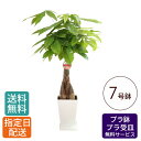 観葉植物 パキラ 7号 角プラ / 発財樹 money tree 鉢 鉢植え 大 大型 大きい インテリア グリーン 植物 おしゃれ シンプル 自宅 お祝い 祝...
