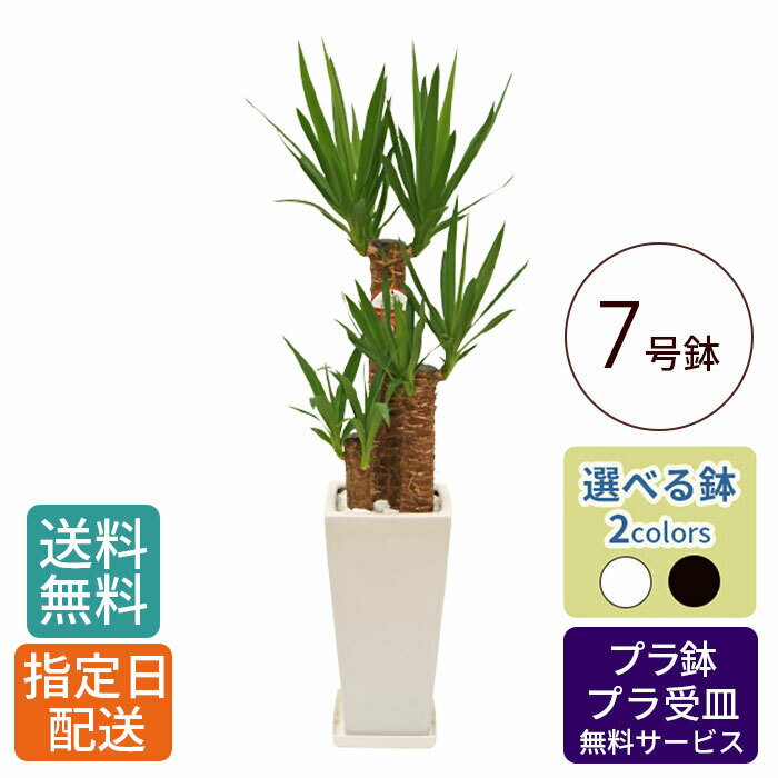 観葉植物 ユッカ 7号 角高陶器 / 鉢 おしゃれ 鉢植え 小 小さい インテリア 室内用 植物 本物 自宅 お祝い 開業祝 オープン 新築 引越し 結婚 新生活 プレゼント 御中元 中元 ギフト