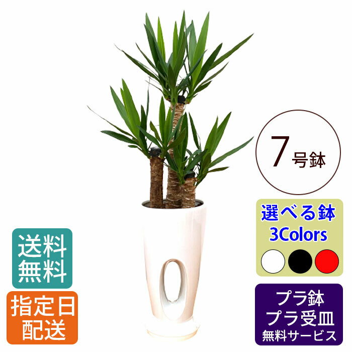 ユッカ 観葉植物 ユッカ 7号 穴高陶器 / ユッカ おしゃれ 鉢植え 小 小さい インテリア 室内用 植物 本物 自宅 お祝い 開業祝 オープン 新築 引越し 結婚 新生活 プレゼント 御中元 中元 ギフト