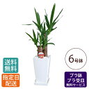 ユッカ 観葉植物 ユッカ 6号 角プラ / ユッカ おしゃれ 鉢植え 小 小さい インテリア 室内用 植物 本物 自宅 お祝い 開業祝 オープン 新築 引越し 結婚 新生活 プレゼント 御中元 中元 ギフト