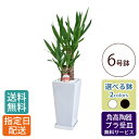 【母の日 遅れてごめんね】 観葉植物 ユッカ 6号 角高陶器 / ユッカ おしゃれ 鉢植え 小 小さい インテリア 室内用 植物 本物 自宅 お祝い 開業祝 オ...