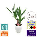 ユッカ 【 通常9570円→早割特価6380円 】観葉植物 ユッカ 5号 カラ—ポット / ユッカ おしゃれ 鉢植え 小 小さい インテリア 室内用 植物 本物 自宅 お祝い 開業祝 オープン 新築 引越し 結婚 新生活 プレゼント ギフト