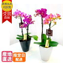 マイクロ胡蝶蘭 MIX寄せ 2本立 3号 ピンク イエロー 黄色 傘寿 米寿 花 鉢植え ギフト プレゼント 胡蝶蘭 花鉢 ラン お花 送料無料 ミニ胡蝶蘭 ミ...