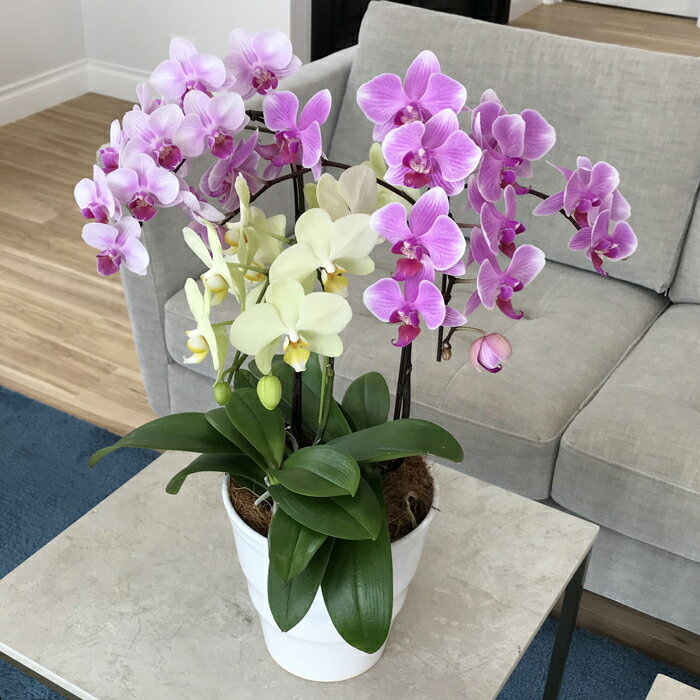 �ߥǥ���ĳ�� 3��MIX�� 5.5�� 3��Ω �ԥ� �������� ���� ��ǻ�ԥ�/���ԥ�/���󥹥饫���꡼�ˤ��ˤ� ���� �Ƽ� �� ȭ���� ���ե� �ץ쥼��� ��ȭ ��� �ߥ˸�ĳ�� ��Ź ���� ��Ǥ ��ž ������ ������