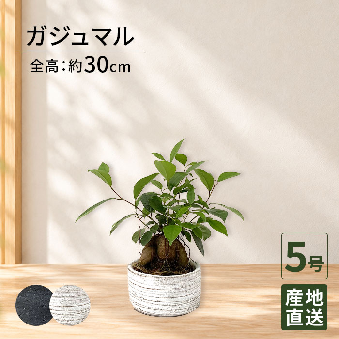商品情報サイズ・仕様 ・観葉植物 ガジュマル 5号 利休浅陶器/鉢植え 卓上 小さい インテリア グリーン 植物 鉢 陶器鉢 おしゃれ シンプル 自宅 お家 おうち時間 お祝い 祝い 御祝 開業祝 オープン 新築 新生活 引越し プレゼント ギフト ・サイズ：植物全体（鉢含む）H30cm　鉢:Φ14cm×H9cm※個体差があります。・商品内容：鉢、陶器受皿・植物は生育や環境に大きく影響されるため、掲載の写真と形や色味が異なる場合がります。 用途例 観葉植物がインテリアとして選ばれている理由の一つとして、リラックス作用が高いことがあげられます。贈答用としても人気があります。たった一鉢であっても、オフィスやお部屋の雰囲気に癒しをプラスしてくれます。また、観葉植物はお花と違い、しっかり育ててあげると永続的に飾ることができます。開業・開店祝、記念日の贈り物としても定評があります。インテリアグリーン 自宅 自宅用 おうち時間 インテリア オフィス 会社 店 お祝い 誕生日 バースデーギフト プレゼント ギフト 結婚式 結婚祝い プロポーズ 記念日 結婚記念 ウェディング 出産祝い 送別会 退職祝い 就職祝い 引越し祝い 新築祝い 改築祝い 移転祝い 開業祝い 開店祝い 開院祝い 昇進祝い 就任祝い 栄転 落成 上場 周年 設立 社長就任祝い 当選祝い 選挙 当選 事務所開き 陣中見舞い 組閣 入閣 就任 贈答 慶事 還暦祝い 長寿祝い 母の日 父の日 敬老の日 いい夫婦の日 クリスマス プレゼント バレンタイン ホワイトデー 合格祝い 舞台花 劇場 発表会 公演舞台初日 公演舞台千秋楽 御見舞い 古希 喜寿 傘寿 米寿 卒寿 白寿 百寿 記念日 お歳暮 お中元 贈る相手企業 法人 社長 会長 代表 先生 恩師 代議士 議員 議員秘書 秘書 母 父 義母 義父 祖父 祖母 妻 夫 家族 親戚 友人 友達 先生 彼氏 彼女 恋人 新郎 新婦 お母さん お父さん おじいちゃん おばあちゃん 女性 男性10代 20代 30代 40代 50代 60代 70代 80代 91代 Tokyo small gift 東京スモールギフト (R)観葉植物 ガジュマル 5号 利休浅陶器 / 鉢 おしゃれ 鉢植え 卓上 小さい インテリア 室内用 植物 本物 陶器鉢 自宅 お祝い 御祝 開業祝 オープン 新築 引越し 結婚 新生活 プレゼント 御中元 中元 ギフト 育てやすい 観葉植物 小型 小さい 部屋 自宅 お家 おうち時間 オフィス 店 会社 結婚記念日 リビング 精霊 多幸の木 幸せを呼ぶ木 沖縄 ニンジンガジュマル ミニ キジムナー 観葉植物 ガジュマル 5号 利休浅陶器 ■商品詳細商品名：観葉植物 ガジュマル 5号 利休浅陶器サイズ：植物全体（鉢含む）H30cm　鉢:Φ14cm×H9cm■特徴太くて特徴のある幹が人気のガジュマル。その樹形はひとつひとつが個性的。沖縄では「キジムナー」と呼ばれる赤い髪の子供の精霊が宿る木という伝承があり、大切に扱うと家が栄えるとも言われています。また別名「多幸の木」として親しまれています。花言葉：健康耐陰性：強い。ですが、暗い所に置いておくと葉が徒長しバランスが崩れてしまいます。明るい場所に置いていただくと良いですが、直射日光に当たると葉が焼けてしまいます。風通しを良くしレースのカーテン越しの日が当たる明るい室内に置きましょう。耐寒性：やや強い。（5℃以上）冬場はご家庭の温かい室内に置いてください。水やり：土の表面が乾いたらたっぷり与えてください。冬場は控えめにし、土の表面が乾いてから2〜3日後の暖かい日の午前中に与えてください。受皿に溜まった水は必ず捨ててください。肥料：観葉植物用の肥料を、4月〜9月に与えてください。 ■注意事項・植物には個体差があるため、掲載写真と樹形等の印象が異なる場合がございます。 ・植物のサイズに関わらず、北海道、沖縄、離島、一部地域へのお届けは5日〜10日ほどかかります。 ・天候や交通状況などの影響によりお届け日時に遅れが生じる場合がございます。 ■松村農園観葉植物一筋37年の実績ある会社です。年間約11万坪の生産を誇り、数多くの植物のなかから厳選した高品質の植物をお届けしています。付属の陶器は松村農園オリジナルデザイン。自社で独自に調合したこだわりの土と地下水100パーセントの恵みの水で、愛情いっぱい育てています。 ■用途新築祝い、開店祝い、お祝い、お中元、お歳暮、事務所開き祝い、開院祝い、開業祝い、引越祝い、誕生日プレゼント、結婚祝い、お中元、夏ギフト、御礼、玄関、リビング、キッチン、台所など 観葉植物がインテリアとして選ばれている理由の一つとして、リラックス作用が高いことがあげられます。贈答用としても人気があります。たった一鉢であっても、オフィスやお部屋の雰囲気に癒しをプラスしてくれます。また、観葉植物はお花と違い、しっかり育ててあげると永続的に飾ることができます。開業・開店祝、記念日の贈り物としても定評があります。 3