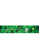 Wrong Scale ロング スケール / fate effects the surface 【CD】