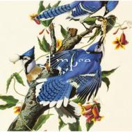 Glimpse / Birds Collection 【CD】