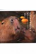 出荷目安の詳細はこちら商品説明思わず癒されるカピバラ写真集！カピバラに会える動物園ガイド付き。