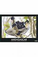 MADAGASCAR マダガスカル / 山本つねお 【本】