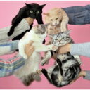 きのこ帝国 キノコテイコク / 猫とアレルギー 【CD】