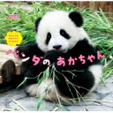 ほんとうのおおきさでみてみよう!パンダのあかちゃん おおきなかがく / 今泉忠明 【絵本】