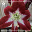 Char (竹中尚人) チャー / STAYING ZICCA 【CD】