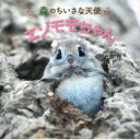 森のちいさな天使 エゾモモちゃん / 小原玲 【本】