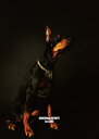DOBERMAN INFINITY / 1st SONG 【初回生産限定盤】 【CD Maxi】