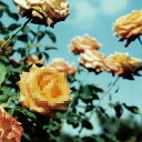 globe グローブ / Relation 【2025 レコードの日 限定盤】(2枚組アナログレコード) 【LP】