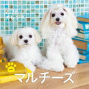 2026年カレンダー マルチーズ 誠文堂新光社カレンダー / 蜂巣文香 【本】