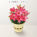 楽天HMY select 楽天市場店母の日 プレゼント ユリ鉢植え　ロザリン ユリ バスケット ピンク 可愛い 花好き 花 人気 ママの日 サプライズ 送料無料 フラワー ギフト ママ 贈り物 お洒落ギフト 生花 感謝 人気母の日 花のある生活 母の日プレゼント ユリ好き 母の日人気ギフト おすすめ