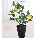 楽天HMY select 楽天市場店母の日 プレゼント レモン鉢植え レモン レモン水 レモン漬け ピンク 可愛い 花好き 花 人気 ママの日 サプライズ 送料無料 フラワー ギフト ママ 贈り物 お洒落ギフト 生花 感謝 人気母の日 花のある生活 母の日プレゼント 栽培 おうち菜園 母の日人気ギフト おすすめ