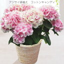 紫陽花 コットンキャンディ 母の日 プレゼント アジサイ鉢植え　コットンキャンディ ピンク 大人気 可愛い アジサイ 紫陽花 花好き 花 人気 ママの日 サプライズ 送料無料 フラワー ギフト ママ 贈り物 お洒落ギフト 生花 感謝 人気母の日 花のある生活 母の日プレゼント 人気ランキング 梅雨 綺麗