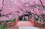 1000ピース ジグソーパズル 天下一の桜 高遠城址-長野 (50×75cm) 2,850円