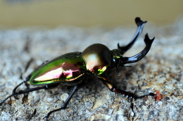 ニジイロクワガタ成虫ペア♂52~54mm♀freeNG3