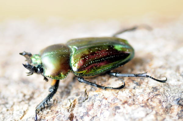 ニジイロクワガタ成虫ペア♂52~54mm♀freeNG3